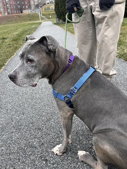 Enlarge Duchess, a Adoptable mixed breed in Lowell, MA image 1/3