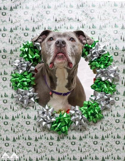 Enlarge Duchess, a Adoptable mixed breed in Lowell, MA image 2/3