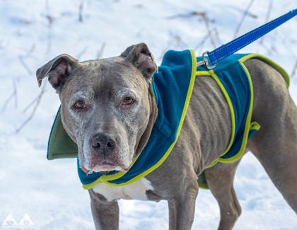 Enlarge Duchess, a Adoptable mixed breed in Lowell, MA image 2/3