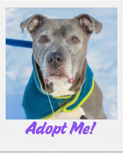 Enlarge Duchess, a Adoptable mixed breed in Lowell, MA image 3/3