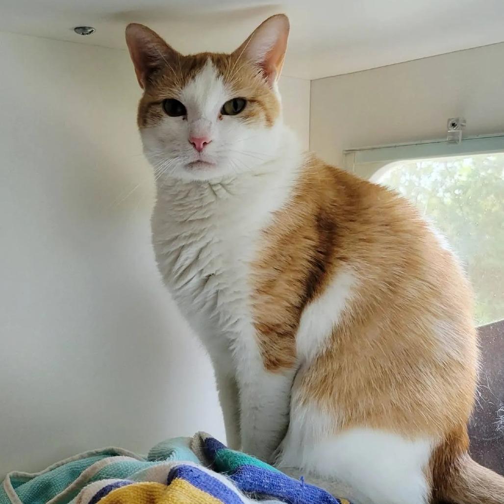 Enlarge Alicia, a Adoptable Domestic Short Hair in Saint Charles, MO image 1/6