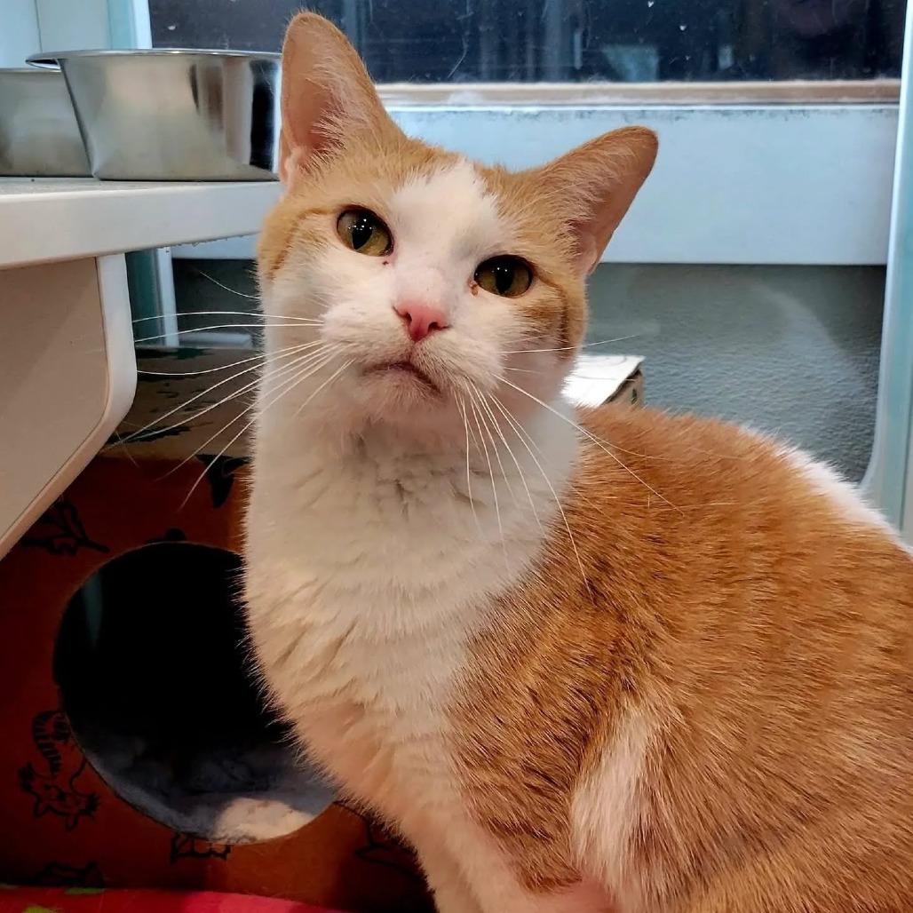 Enlarge Alicia, a Adoptable Domestic Short Hair in Saint Charles, MO image 2/6