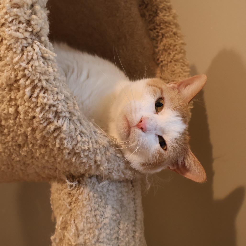 Enlarge Alicia, a Adoptable Domestic Short Hair in Saint Charles, MO image 3/6