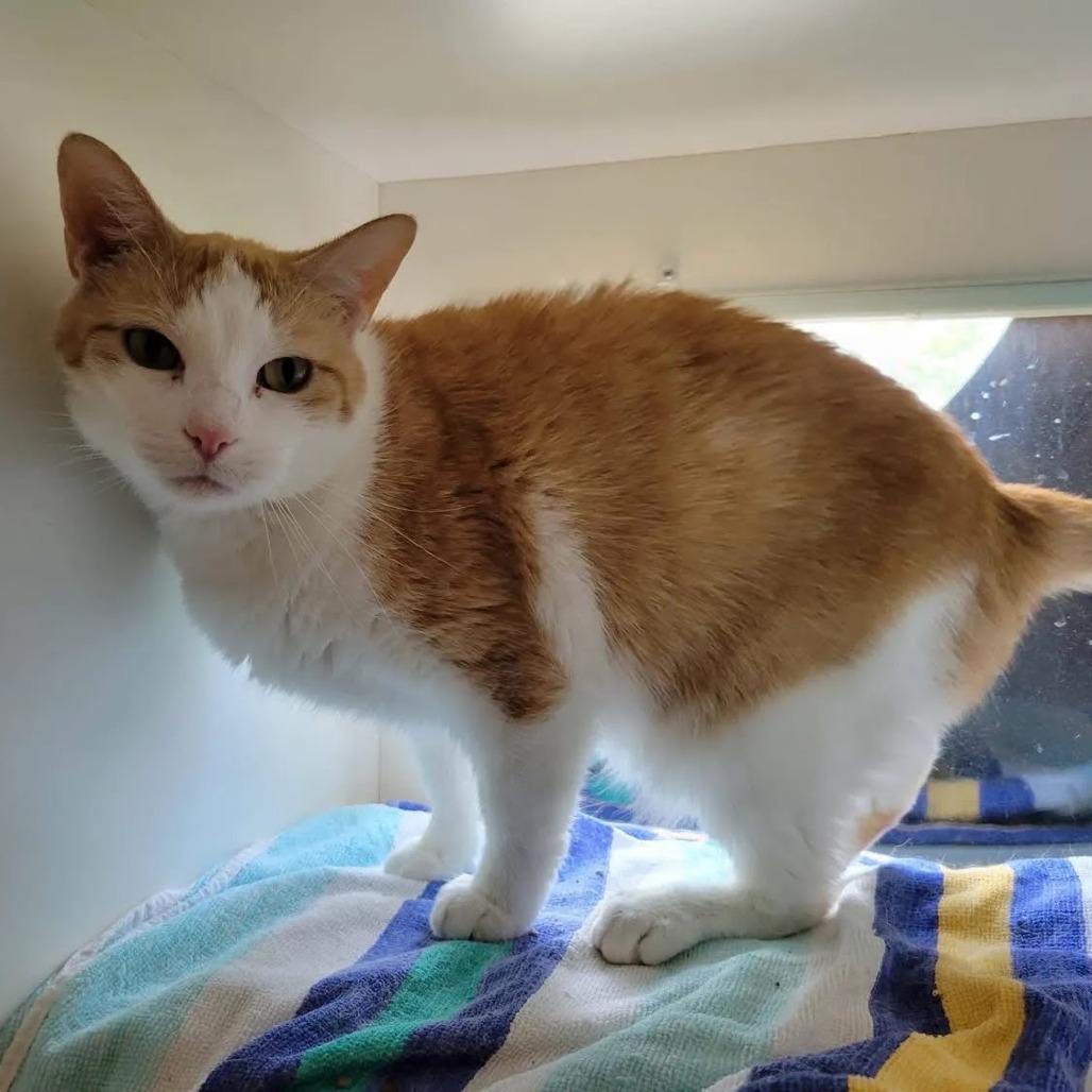 Enlarge Alicia, a Adoptable Domestic Short Hair in Saint Charles, MO image 4/6