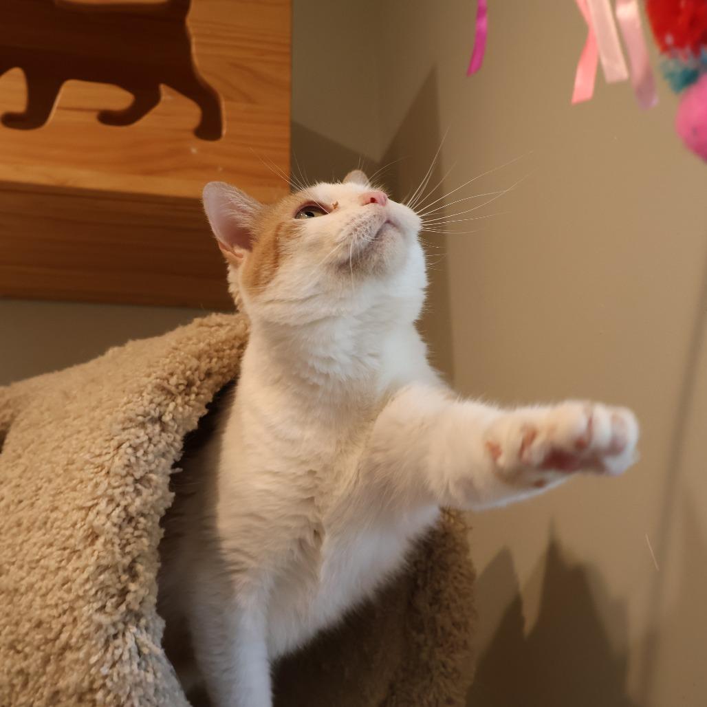 Enlarge Alicia, a Adoptable Domestic Short Hair in Saint Charles, MO image 5/6