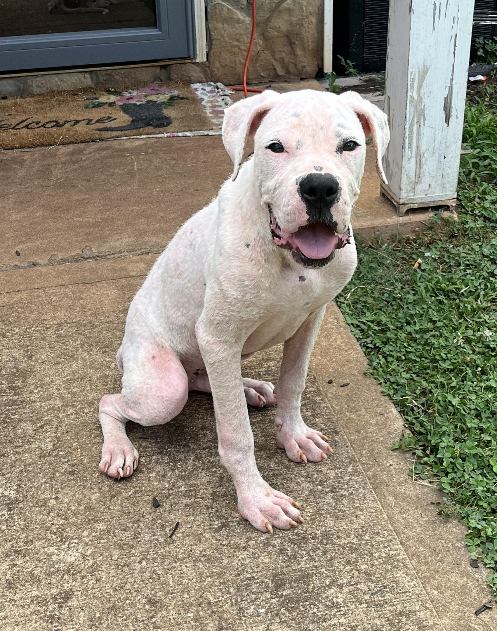 Wyatt, Adopted, Puppy Male Dogo Argentino.