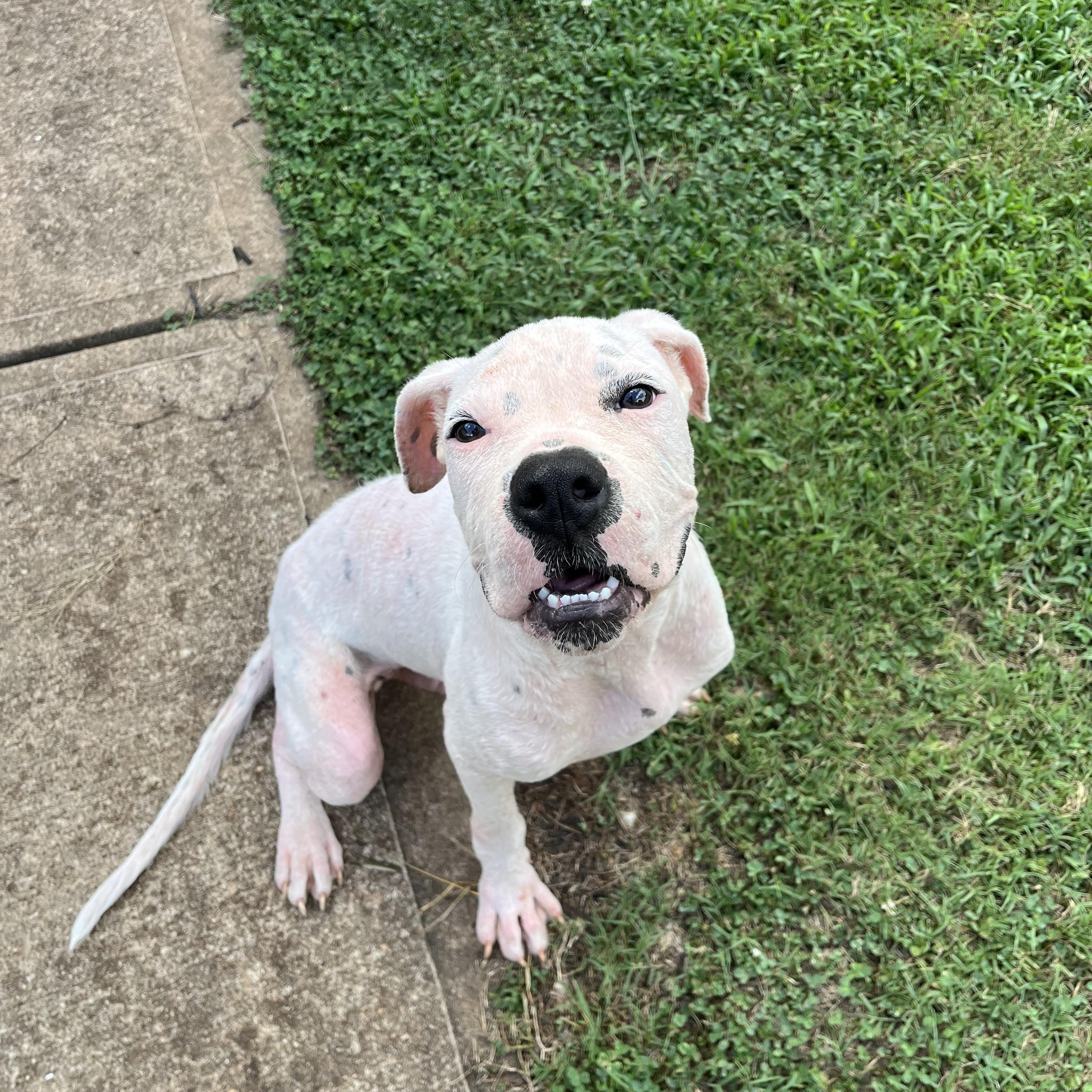 Enlarge Wyatt, a Adopted mixed breed in Covington, GA image 2/3
