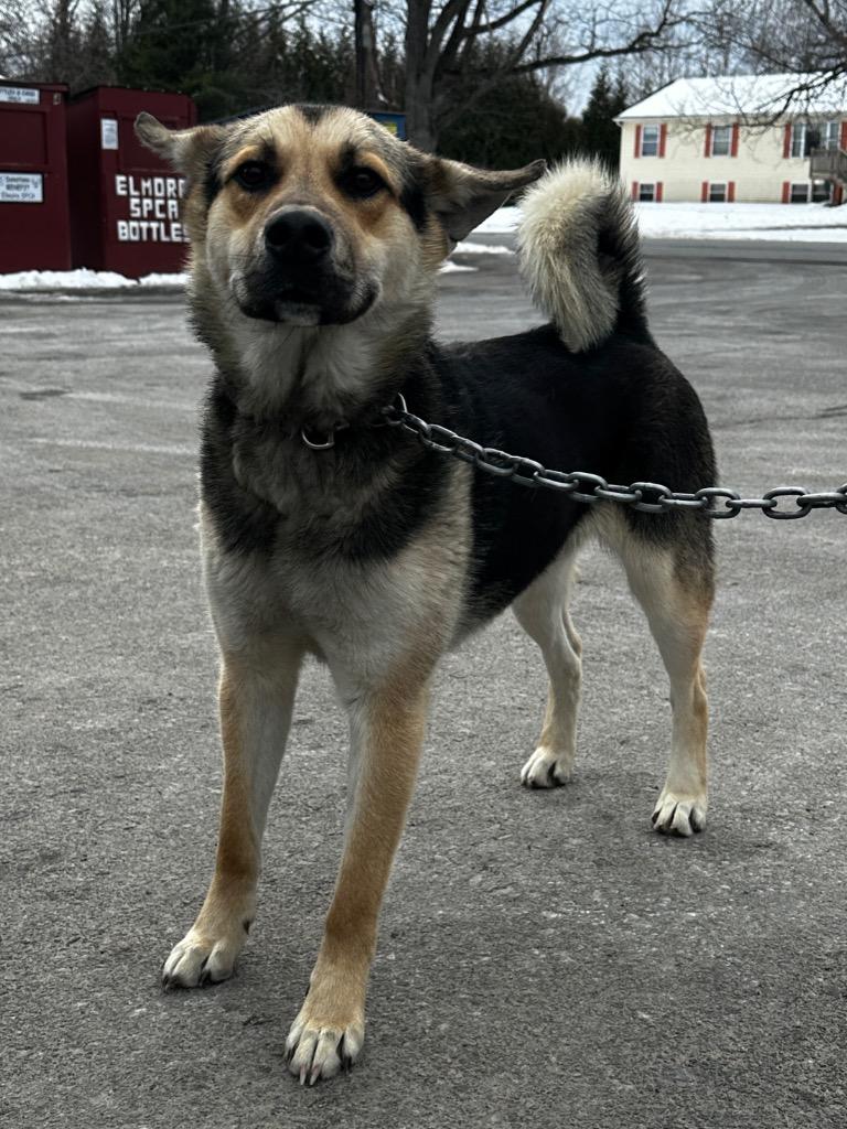 Bear Bear, Adoptable, Adult Male German Shepherd Dog & Husky.