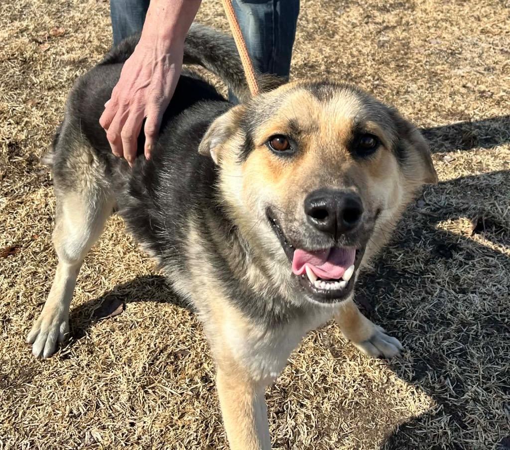 Enlarge Bear Bear, a Adoptable mixed breed in Peru, NY image 2/3