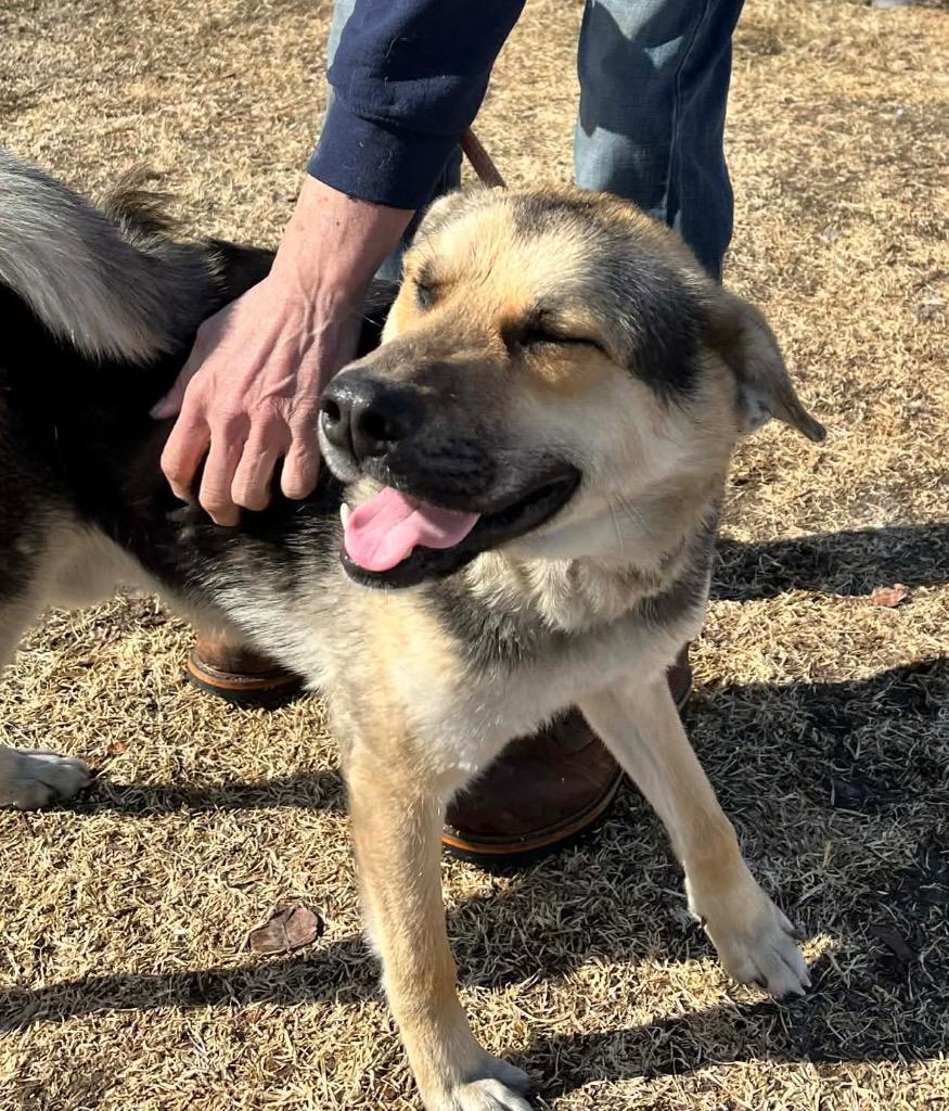 Enlarge Bear Bear, a Adoptable mixed breed in Peru, NY image 3/3