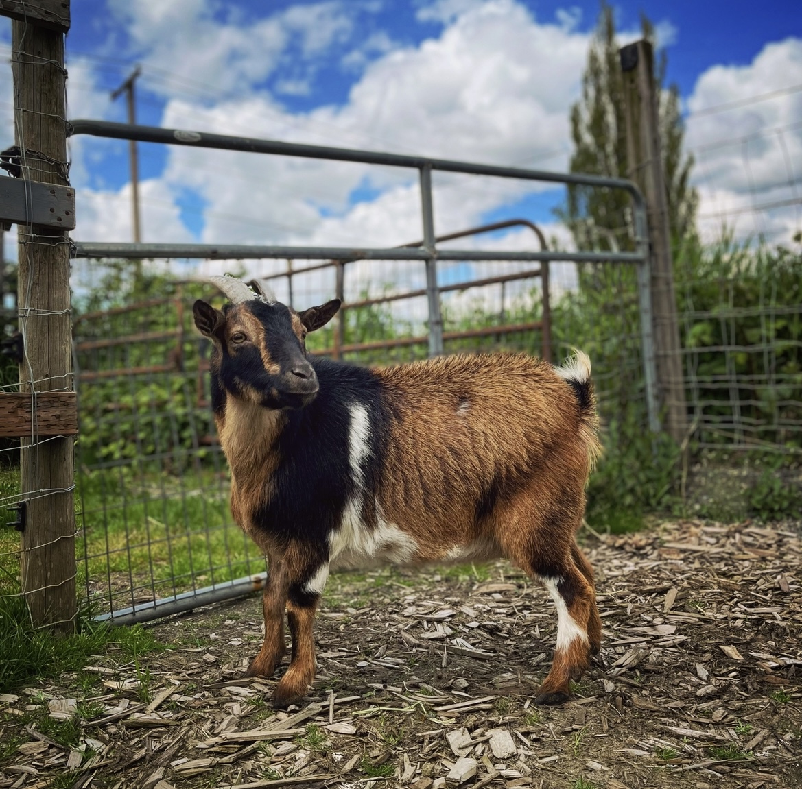 Goat for adoption Waffles, a Pygmy & Goat Mix in Bellingham, WA
