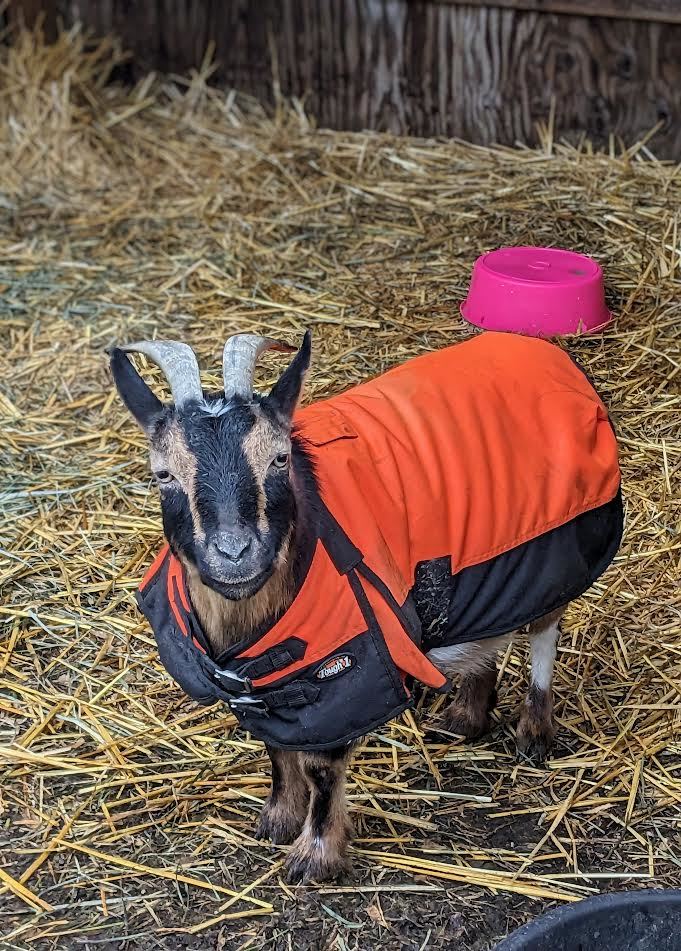 Goat for adoption Waffles, a Pygmy & Goat Mix in Bellingham, WA