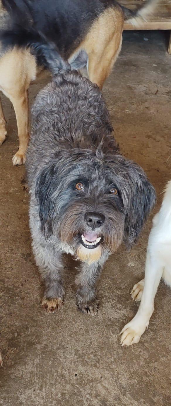 BRANDON, an adoptable Havanese in Nogales, SON, 84093 | Photo Image 5