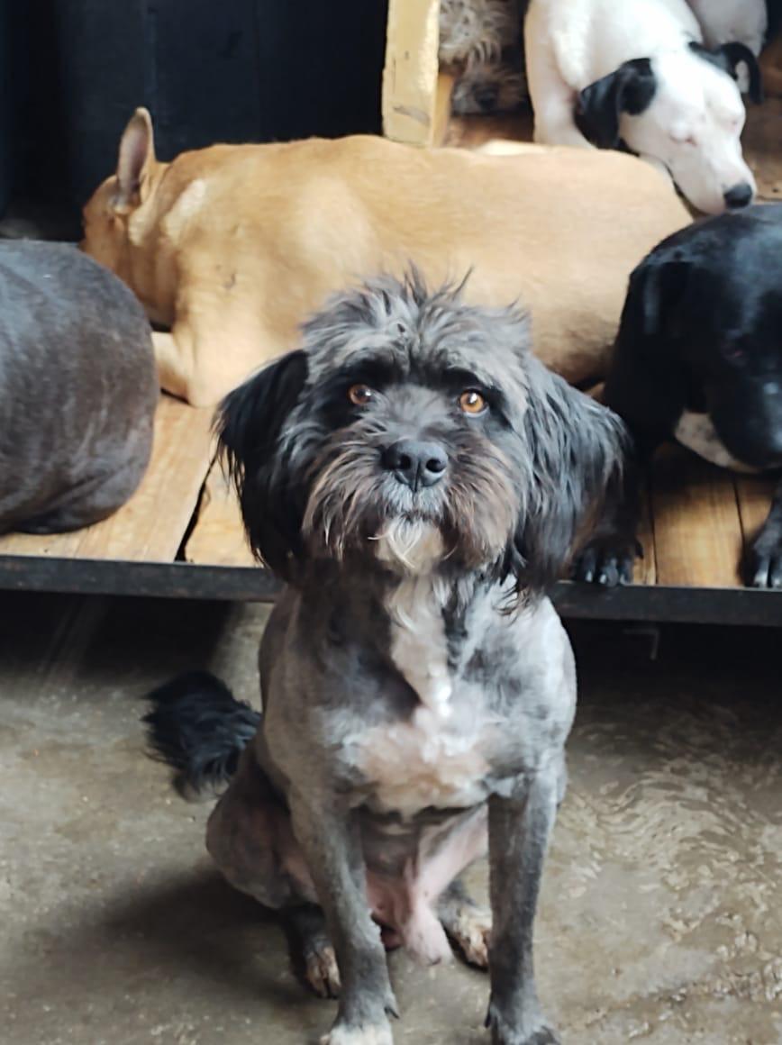 BRANDON, an adoptable Havanese in Nogales, SON, 84093 | Photo Image 3
