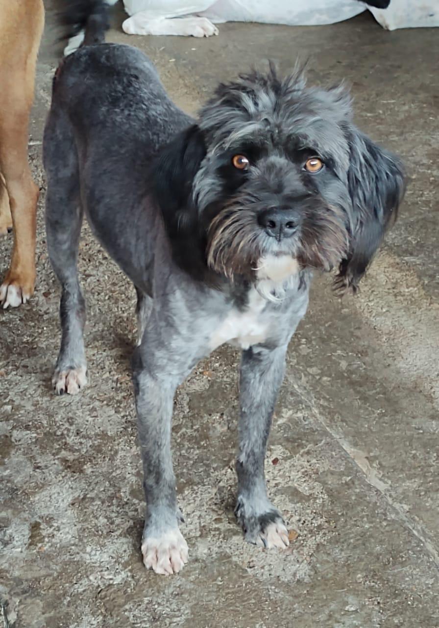 BRANDON, an adoptable Havanese in Nogales, SON, 84093 | Photo Image 2