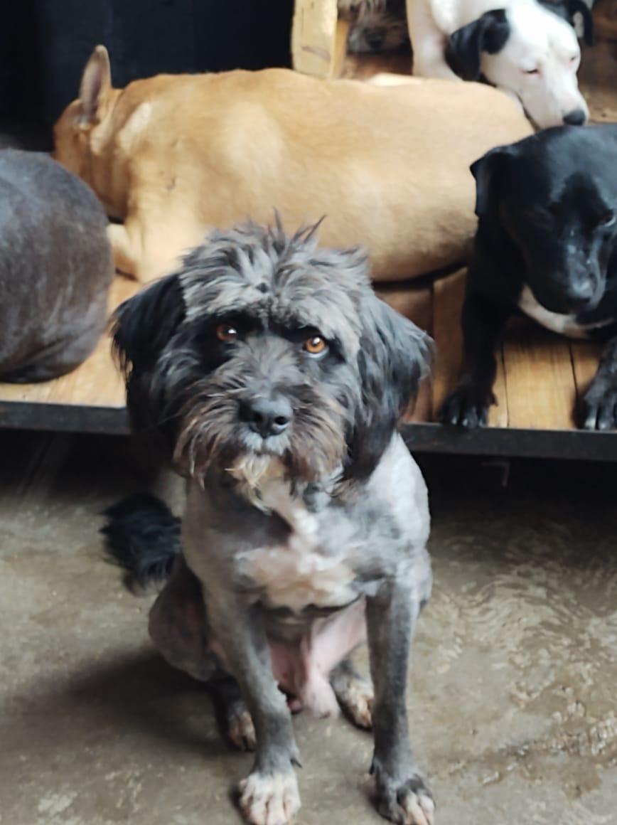 BRANDON, an adoptable Havanese in Nogales, SON, 84093 | Photo Image 4