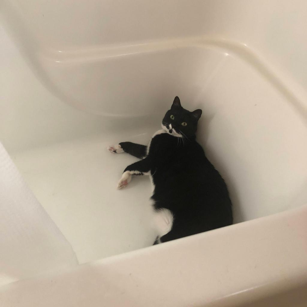 Enlarge Iris - MISSING, a Adoptable Domestic Short Hair in Sherwood, OR image 1/1