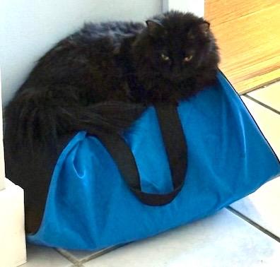 Vader, a Adoptable mixed breed in New Braunfels, TX image 2/6