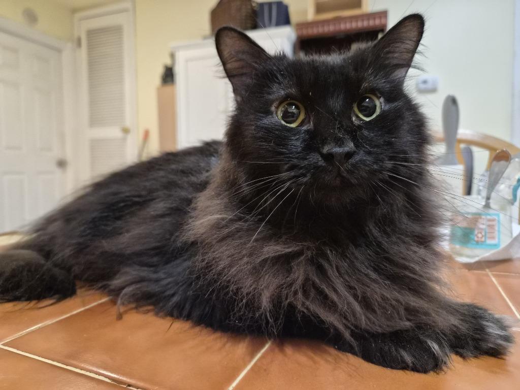 Uncle Fluffy Fester, a Adoptable mixed breed in New Braunfels, TX image 1/2