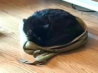 Vader, Adoptable, Young Male Maine Coon & Domestic Long Hair.