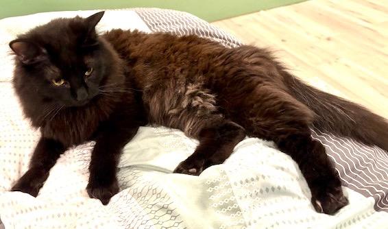 Enlarge Vader, a Adoptable mixed breed in New Braunfels, TX image 3/6