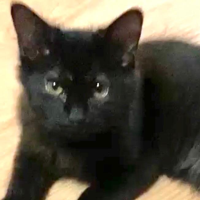 Enlarge Vader, a Adoptable mixed breed in New Braunfels, TX image 4/6