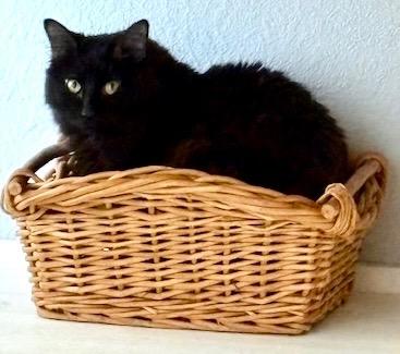 Enlarge Vader, a Adoptable mixed breed in New Braunfels, TX image 5/6