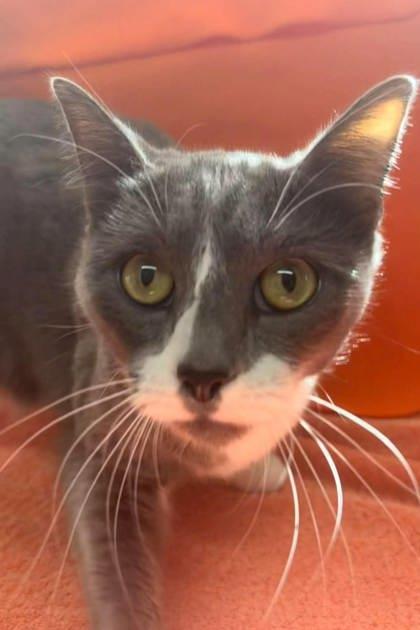Enlarge G, a Adopted mixed breed in McCook, NE image 2/5