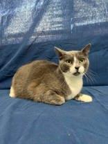 Enlarge G, a Adopted mixed breed in McCook, NE image 3/5