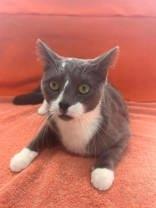 Enlarge G, a Adopted mixed breed in McCook, NE image 1/5