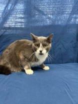 Enlarge G, a Adopted mixed breed in McCook, NE image 4/5