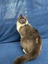 Enlarge G, a Adopted mixed breed in McCook, NE image 5/5