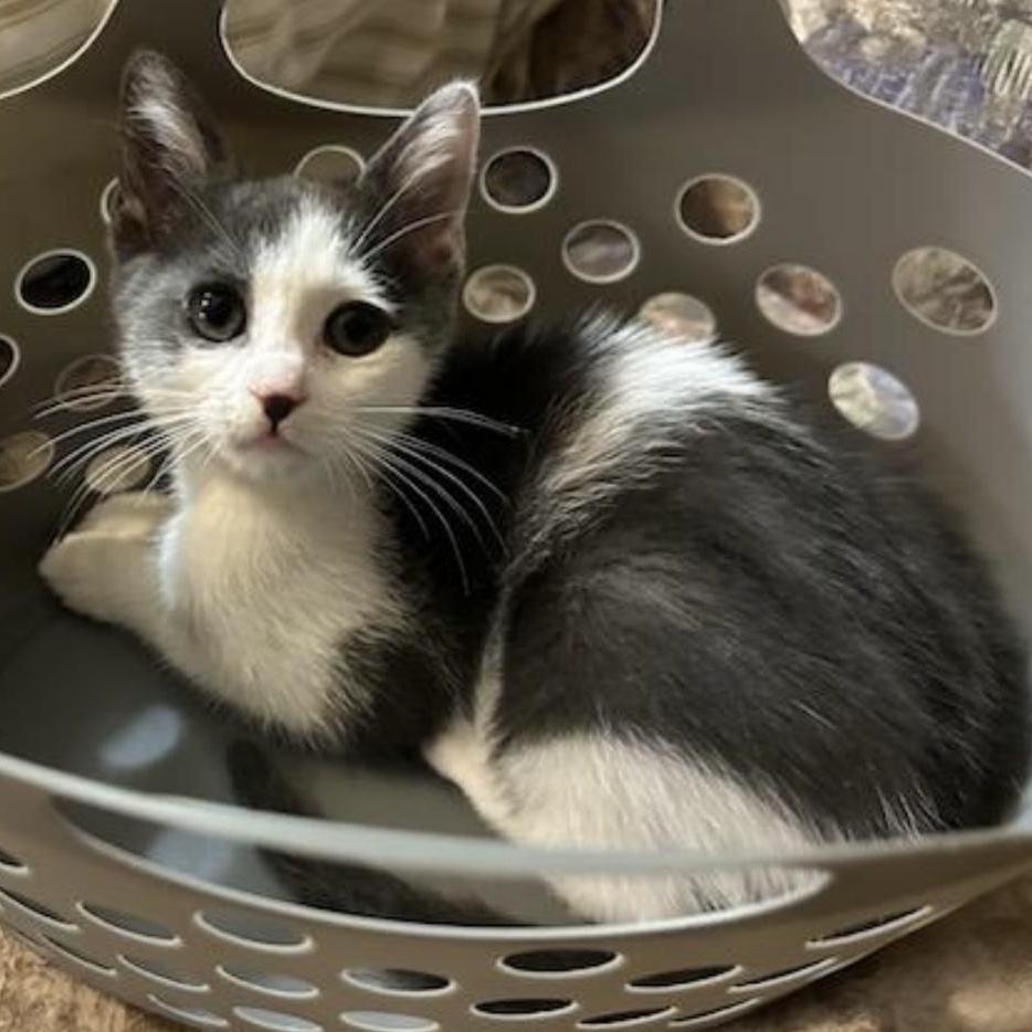 Antonia, ADOPTABLE, Kitten Female Domestic Short Hair.