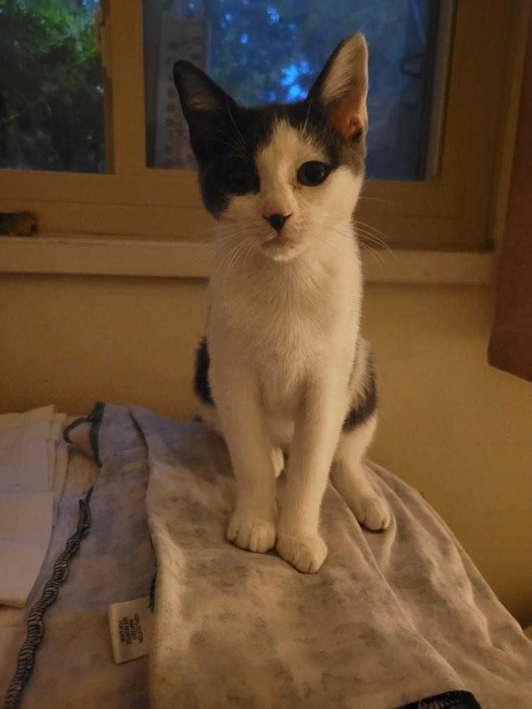 Enlarge Antonia, a ADOPTABLE Domestic Short Hair in Beltsville, MD image 4/6