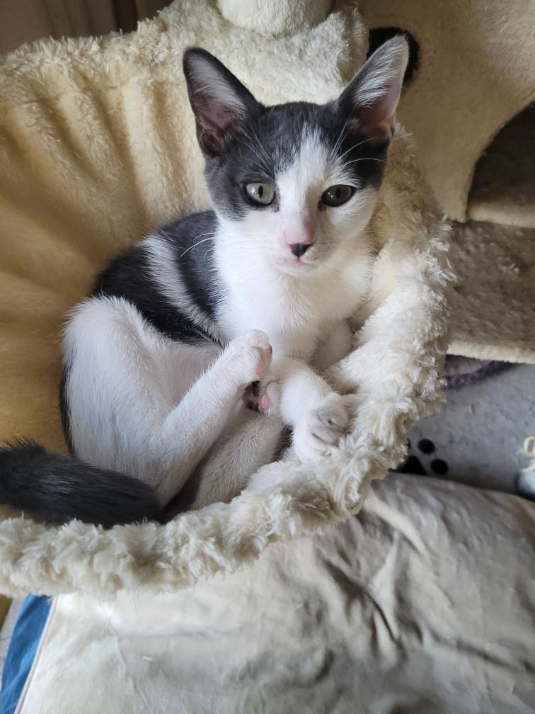Enlarge Antonia, a ADOPTABLE Domestic Short Hair in Beltsville, MD image 2/6