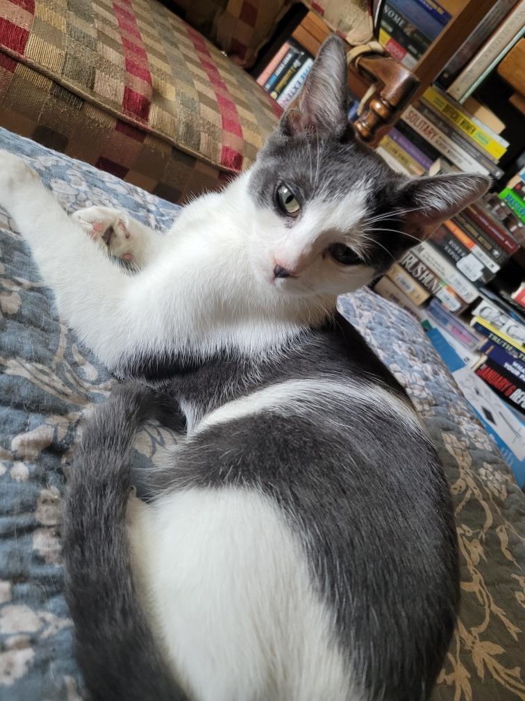 Antonia, ADOPTABLE, Kitten Female Domestic Short Hair.