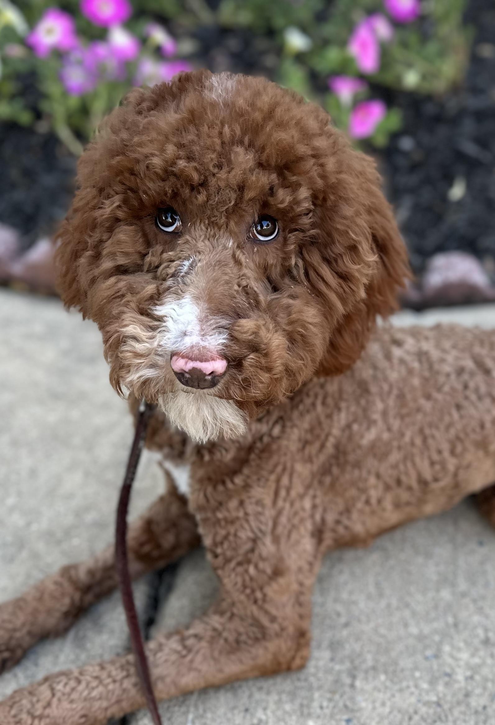 Enlarge Biscoff the tripod Doodle, an adopted mixed breed in Lawrenceville, GA image 1/4