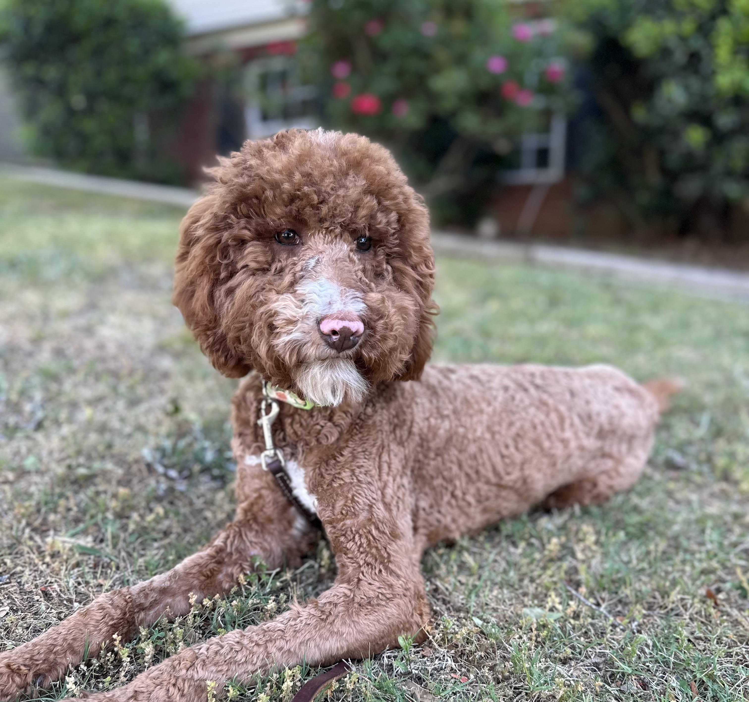 Enlarge Biscoff the tripod Doodle, an adopted mixed breed in Lawrenceville, GA image 3/4