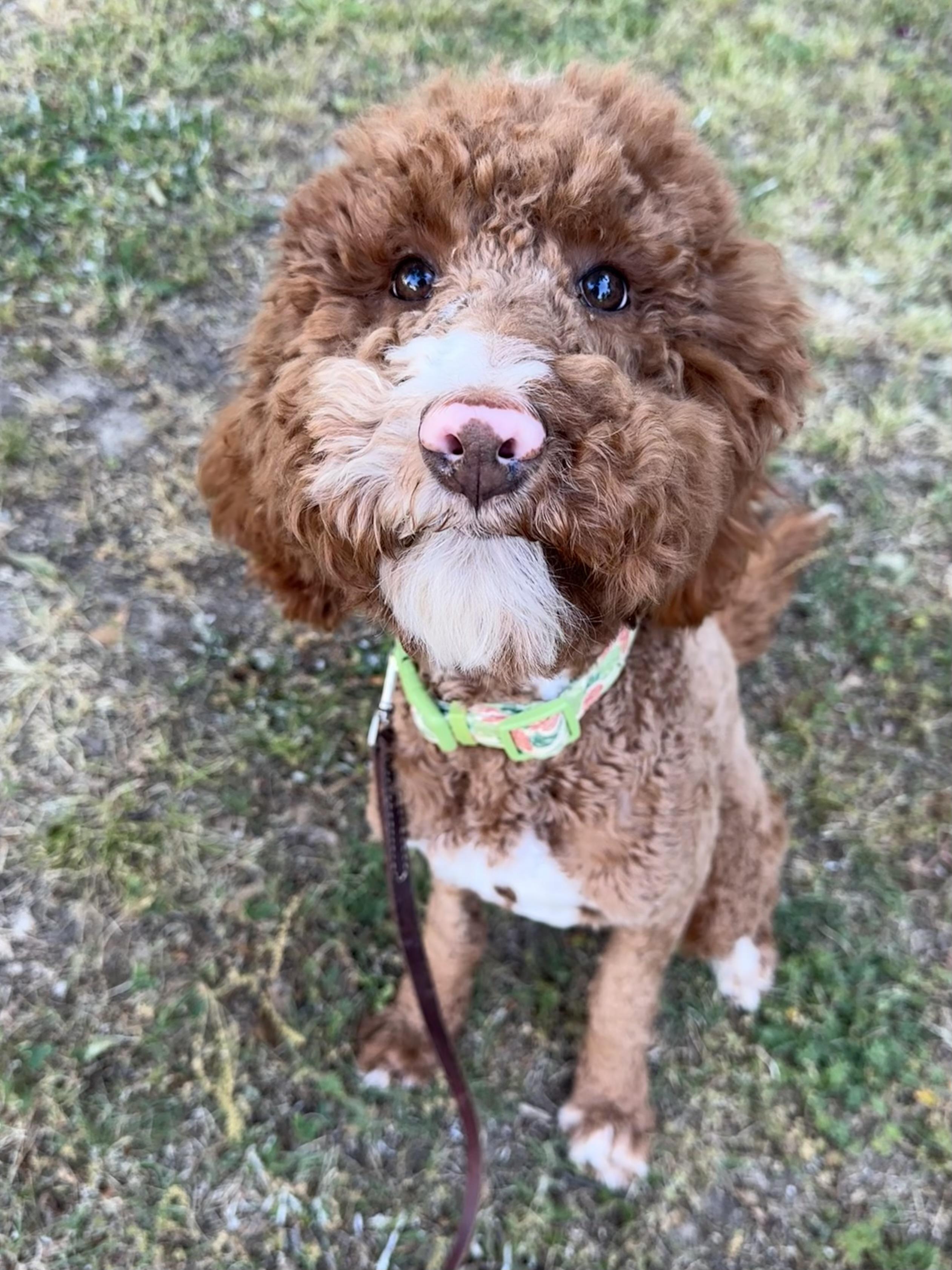 Enlarge Biscoff the tripod Doodle, an adopted mixed breed in Lawrenceville, GA image 2/4
