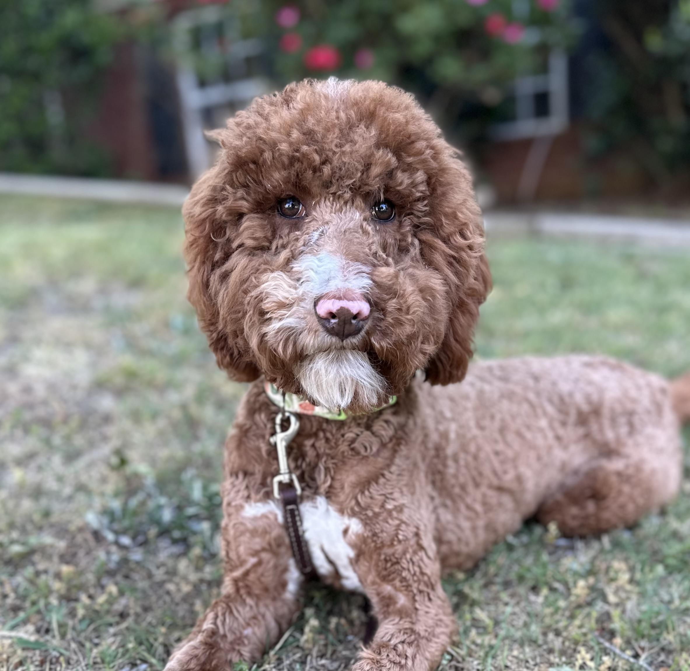 Enlarge Biscoff the tripod Doodle, an adopted mixed breed in Lawrenceville, GA image 4/4