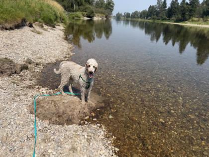 Enlarge Montgomery, a ADOPTABLE Standard Poodle in Missoula, MT image 2/3