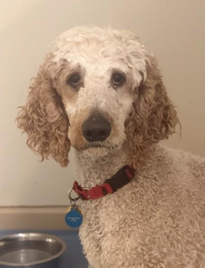 Enlarge Montgomery, a ADOPTABLE Standard Poodle in Missoula, MT image 1/1