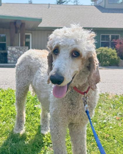 Enlarge Montgomery, a ADOPTABLE Standard Poodle in Missoula, MT image 3/3