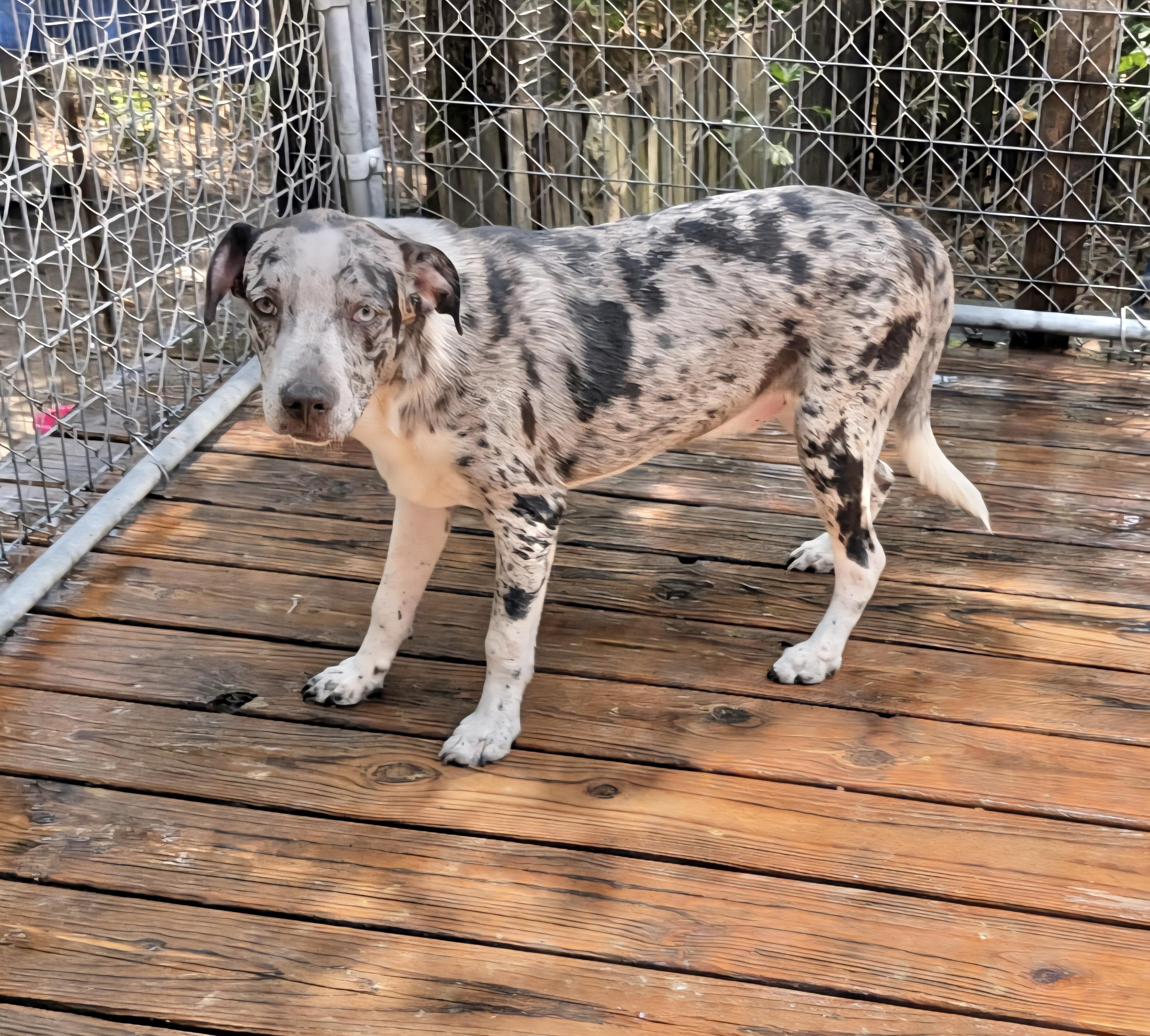 Jet