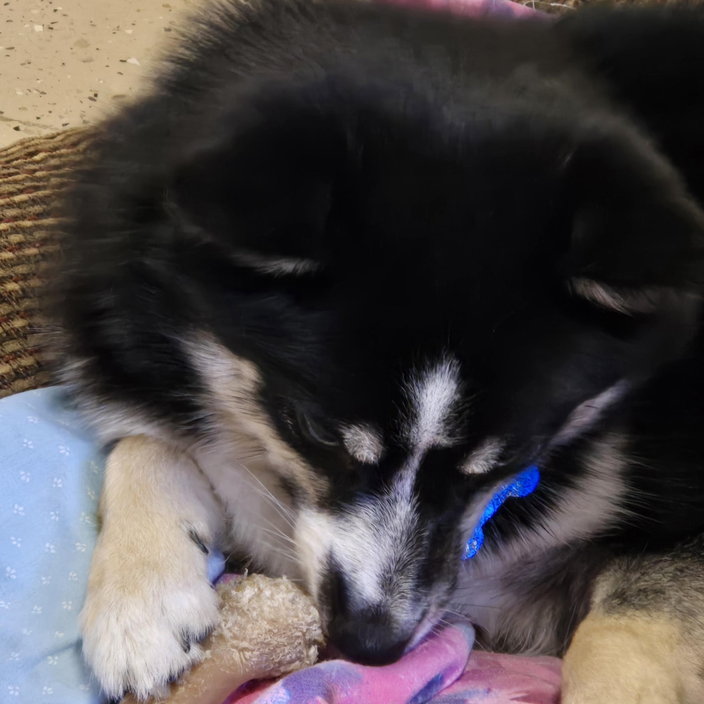 Elsa, a ADOPTABLE Pomsky in Grafton, OH image 3/5