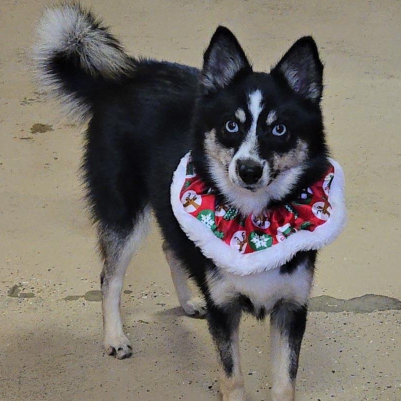 Elsa, ADOPTABLE, Young Female Pomsky.