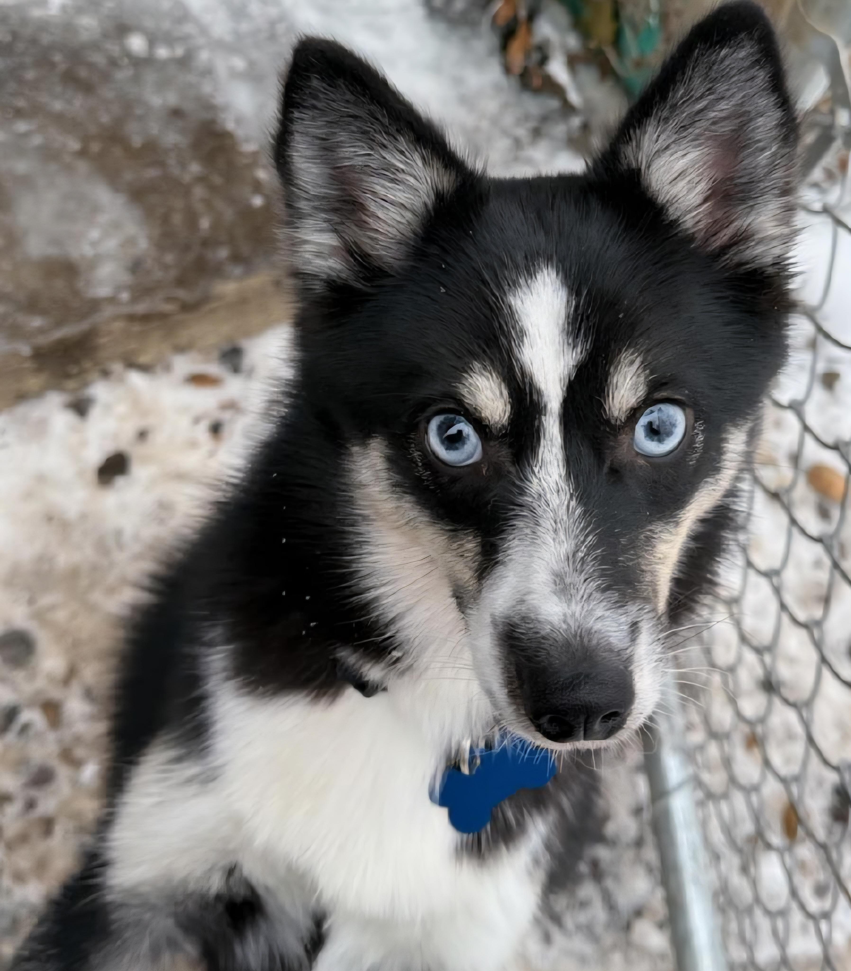 Elsa, a ADOPTABLE Pomsky in Grafton, OH image 4/5