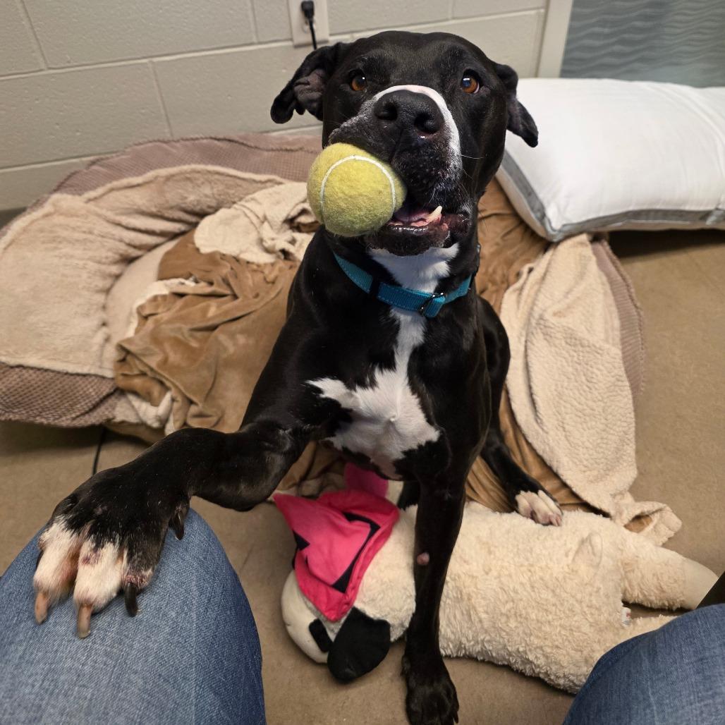 Sasha- Regal resident, adoption fees waived! — thumbnail 2