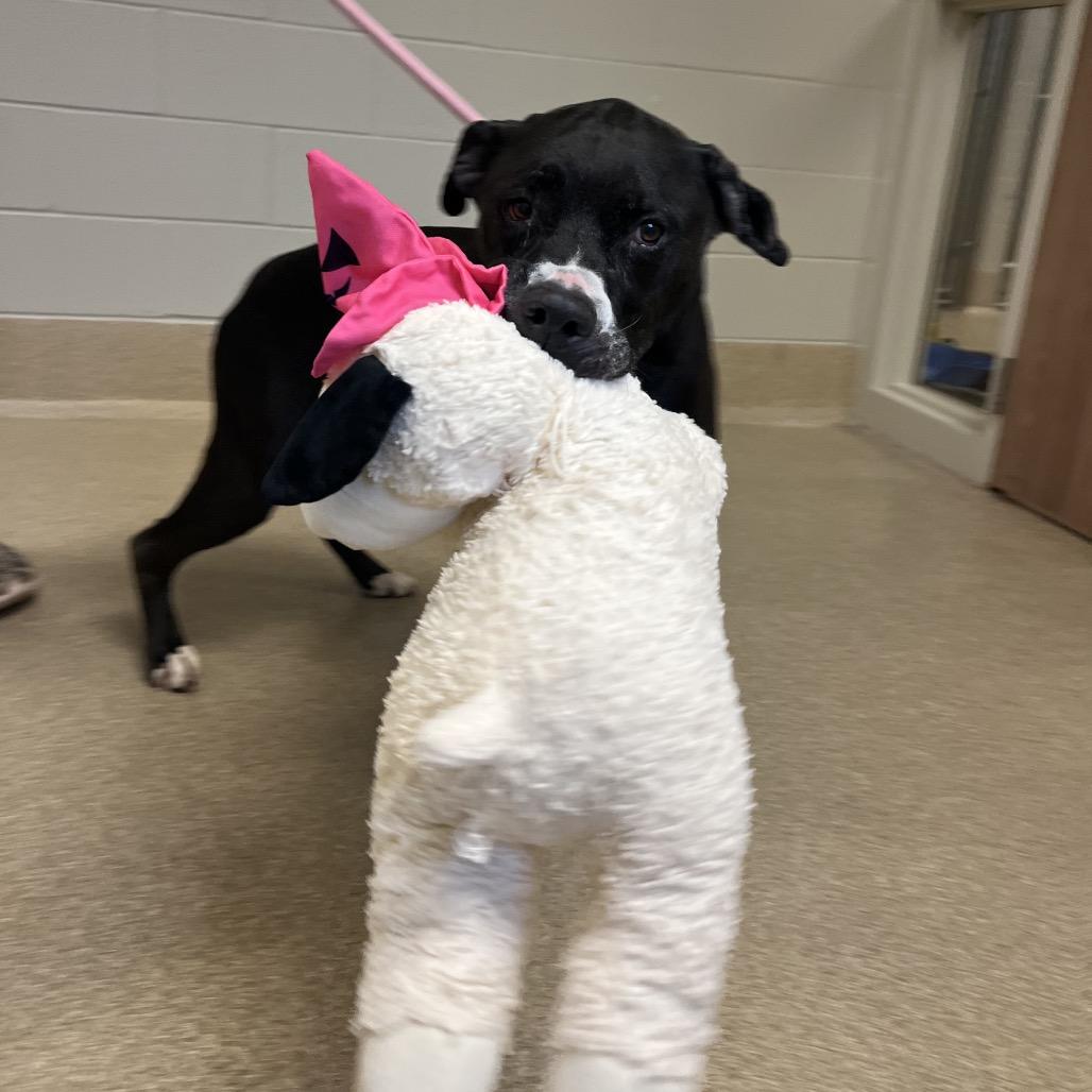 Sasha- Regal resident, adoption fees waived! — thumbnail 3