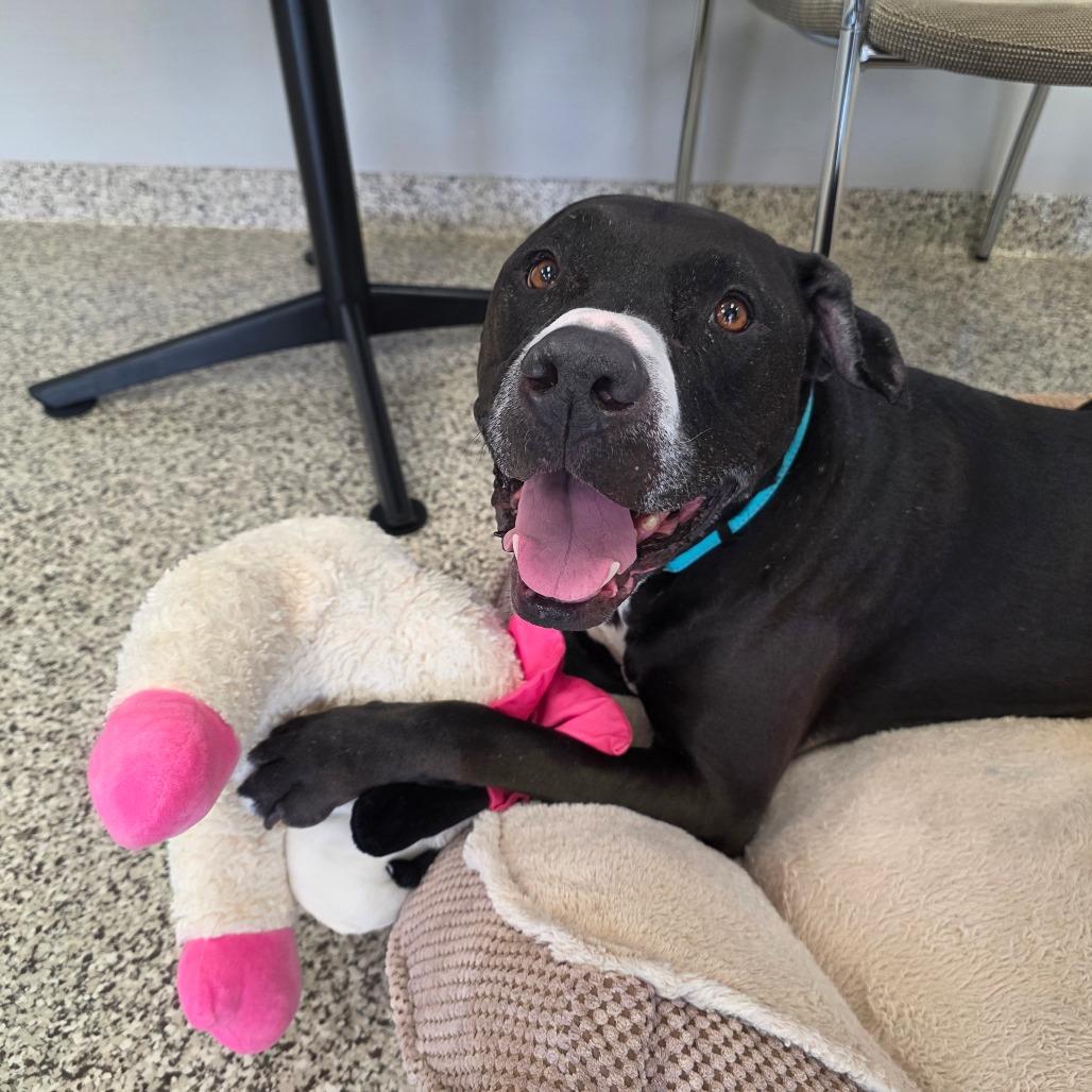 Sasha- Regal resident, adoption fees waived! — thumbnail 4